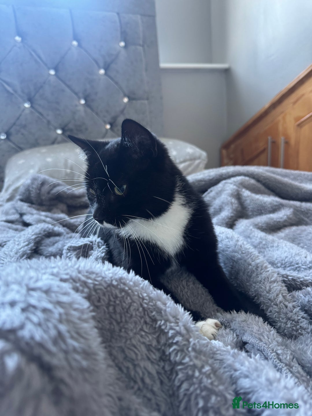 British Shorthair cats for sale: muffin - Image 1