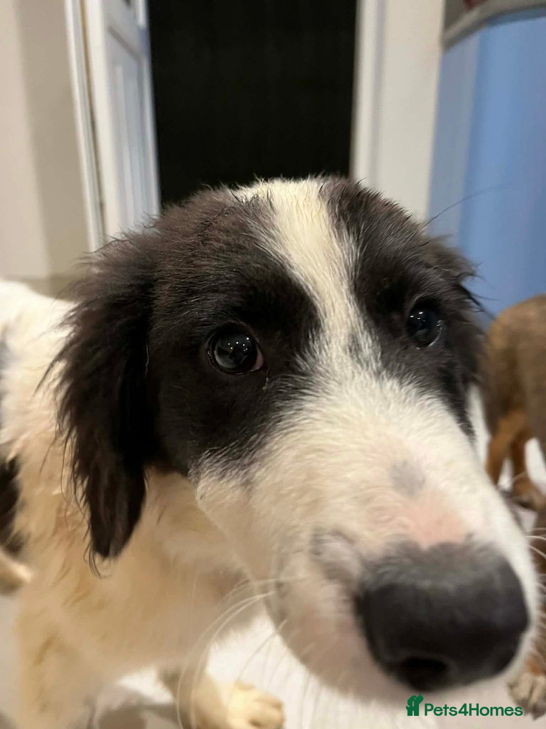 Mixed Breed dogs for adoption: Duke - North Walsham Norfolk  - Advert 2