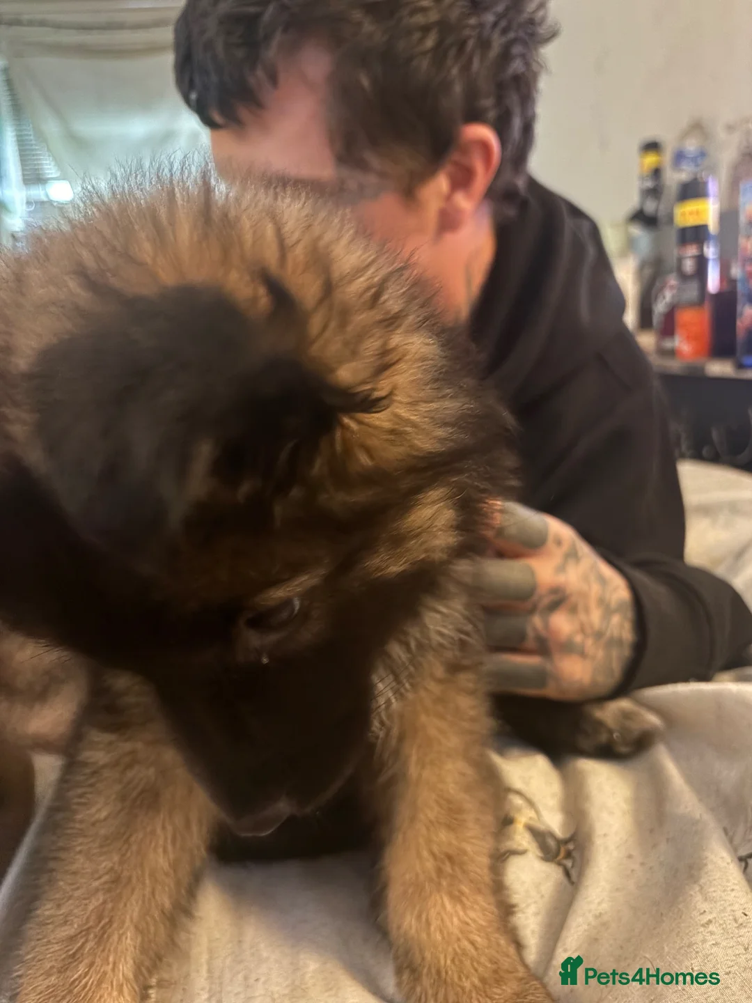 Mixed Breed dogs for sale: Last beautiful Shepkita girl😍 - Advert 2