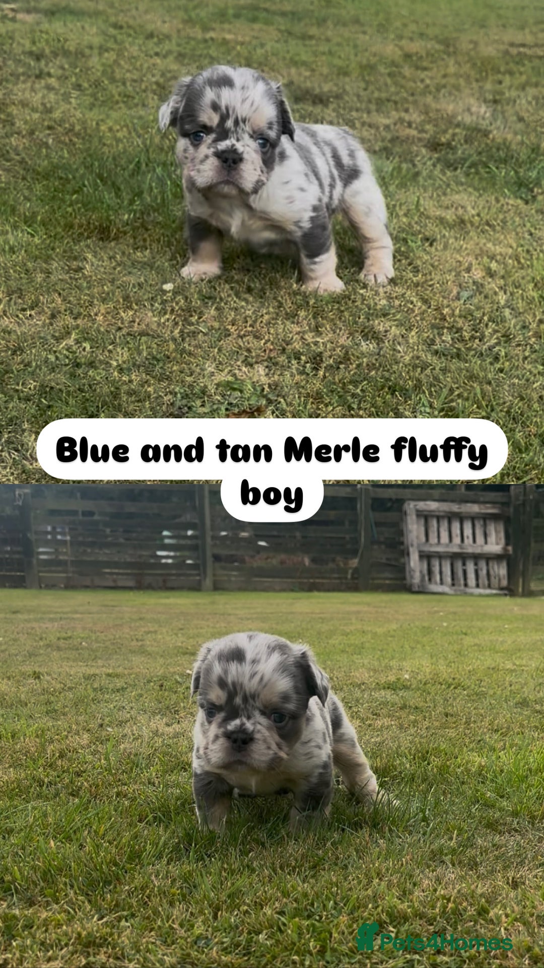 French Bulldog dogs for sale: 7 fluffy French Bulldogs puppies - Image 6