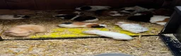 Guinea Pig rodents for sale: Guinea pigs  in Shepton Mallet - Advert 1