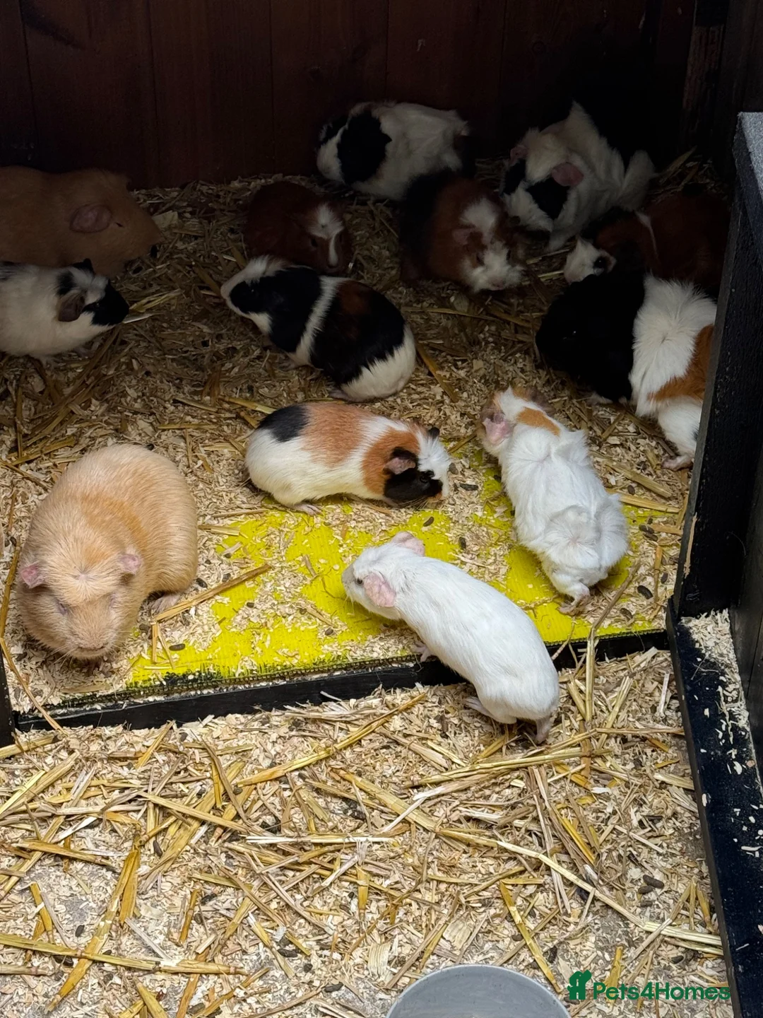 Guinea Pig rodents for sale: Guinea pigs  in Shepton Mallet - Advert 1
