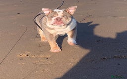 English Bulldog dogs for stud: STUD LOUIS V - BULLDOG  - Image 9