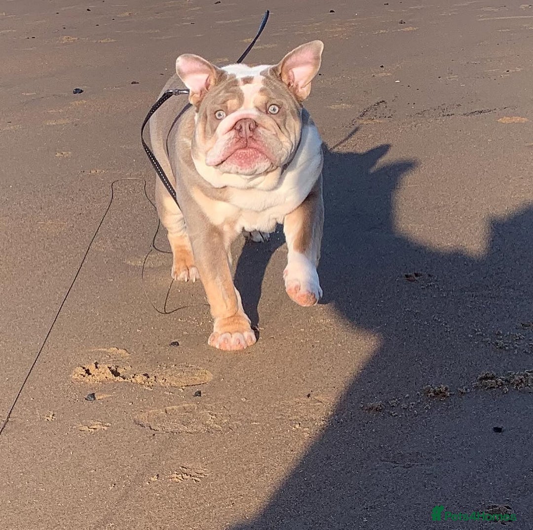English Bulldog dogs for stud: STUD LOUIS V - BULLDOG  - Image 9