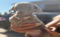 Miniature Dachshund dogs for sale: 7 stunning miniature dachshund puppies - Image 32