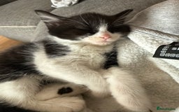 Mixed Breed cats for sale: Kittens 3 girls - Image 2
