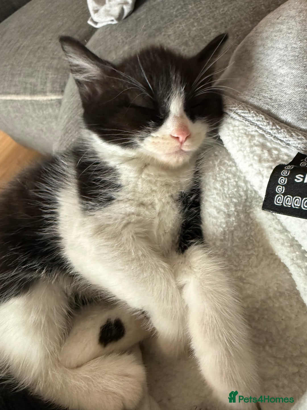 Mixed Breed cats for sale: Kittens 3 girls - Image 2