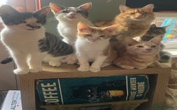 Mixed Breed cats for sale: Beautiful mixed kittens  - Image 32