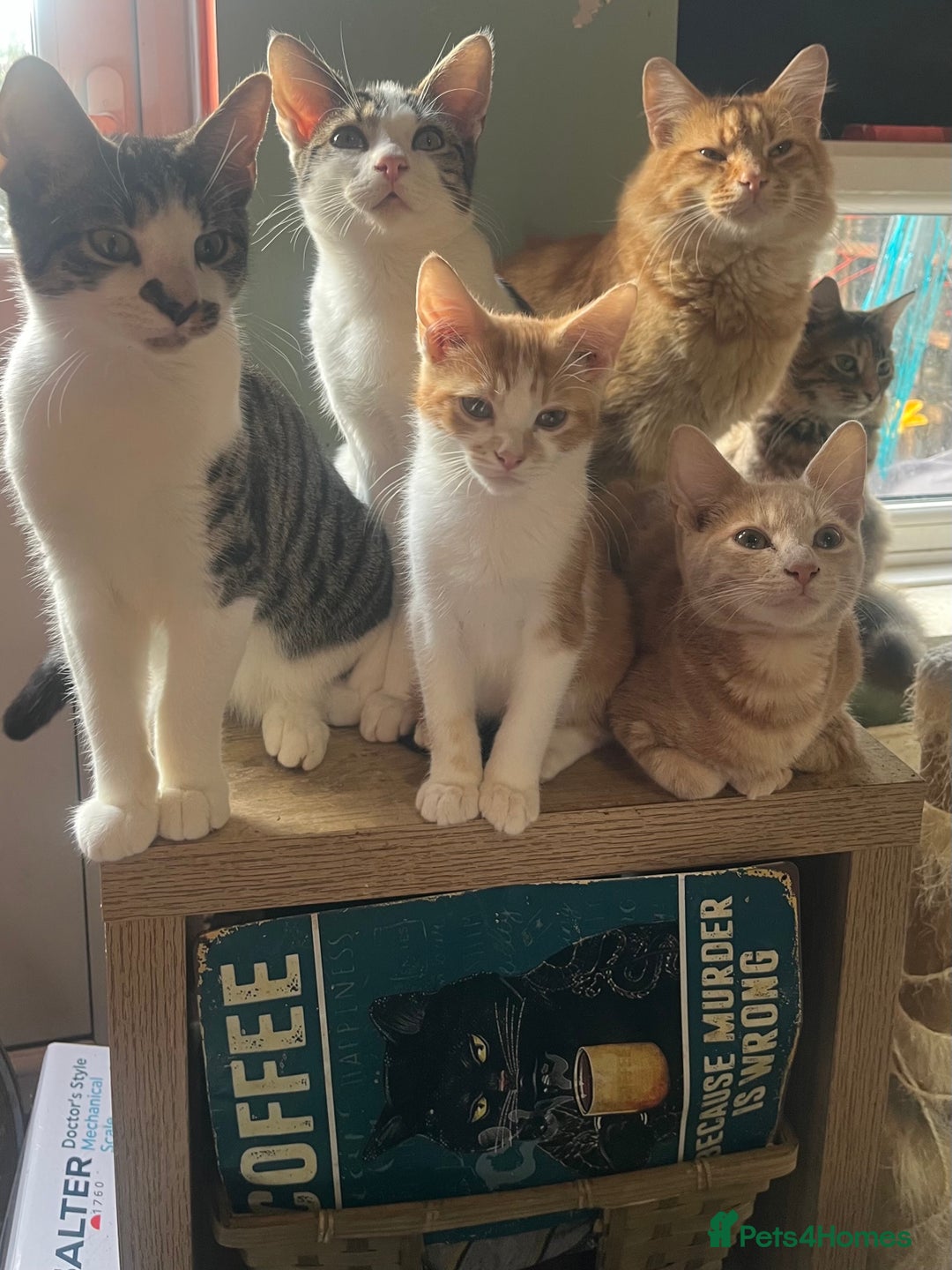 Mixed Breed cats for sale: Beautiful mixed kittens  - Image 32