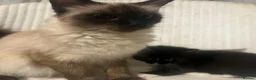 Mixed Breed cats for sale: Siamese and Tuxedo cats for sale £40 each in London - Advert 3