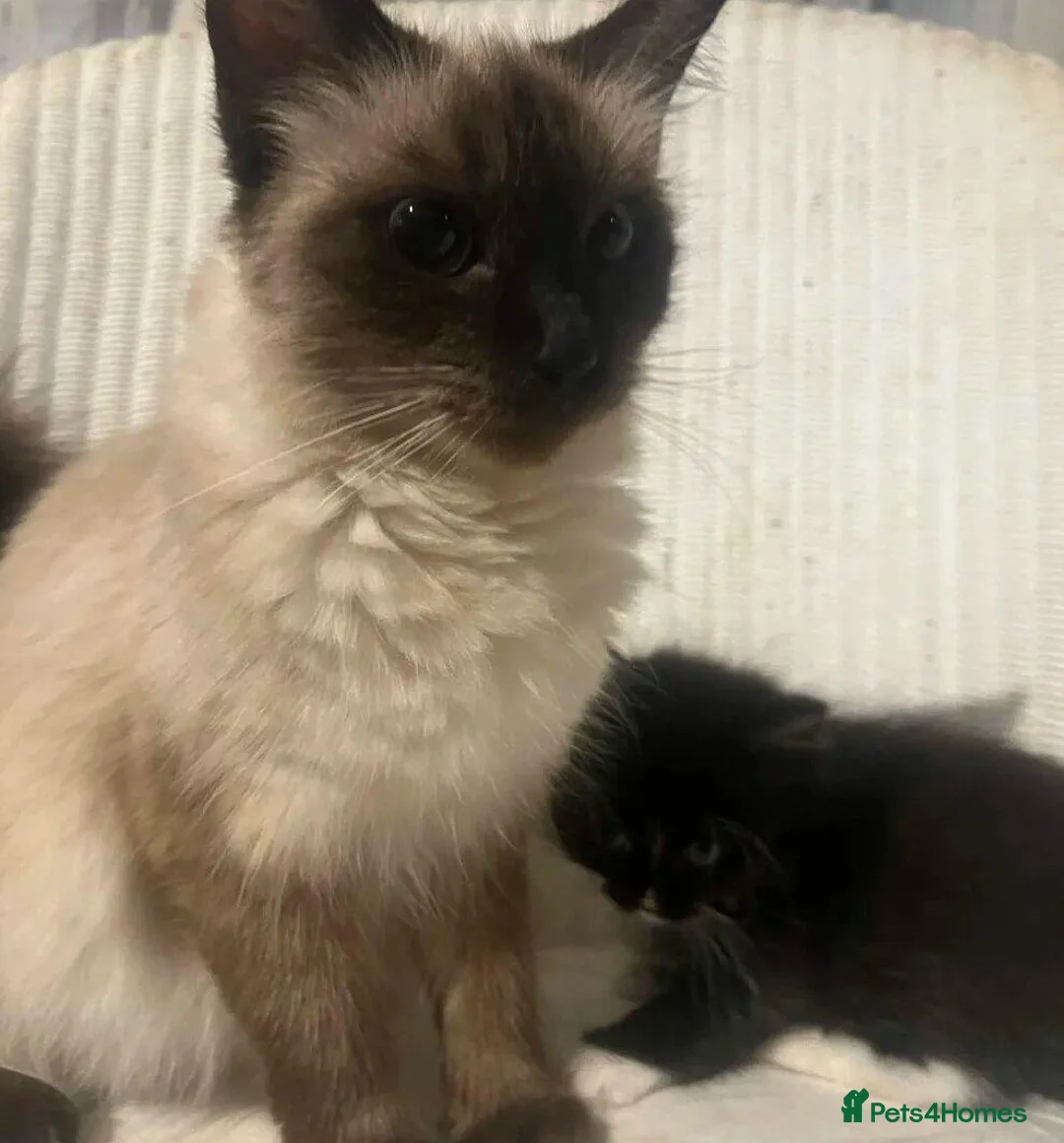 Mixed Breed cats for sale: Siamese and Tuxedo cats for sale £40 each in London - Advert 3