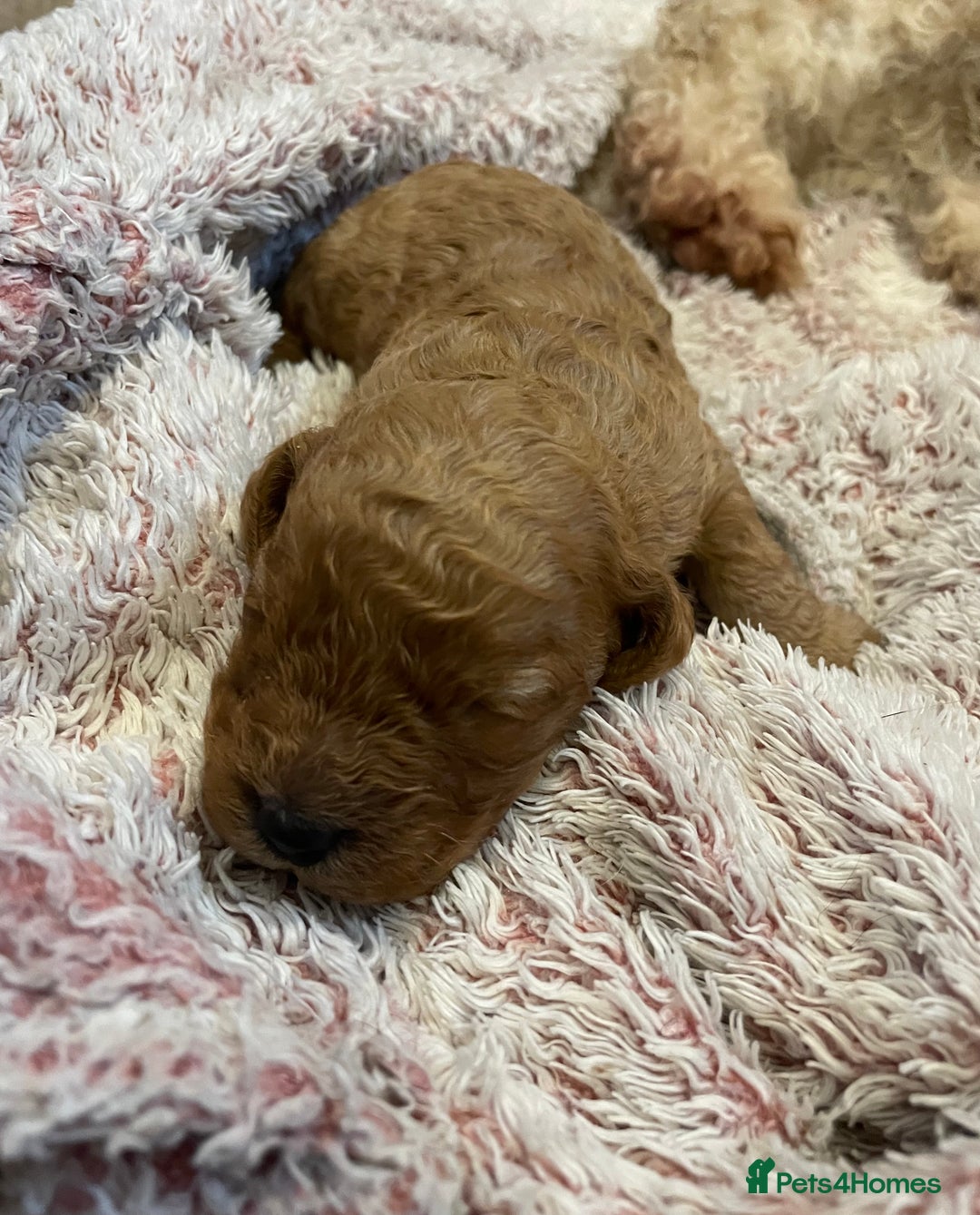 Cavapoo dogs for sale: FB2 cavapoo puppies-1 girl available  - Advert 12