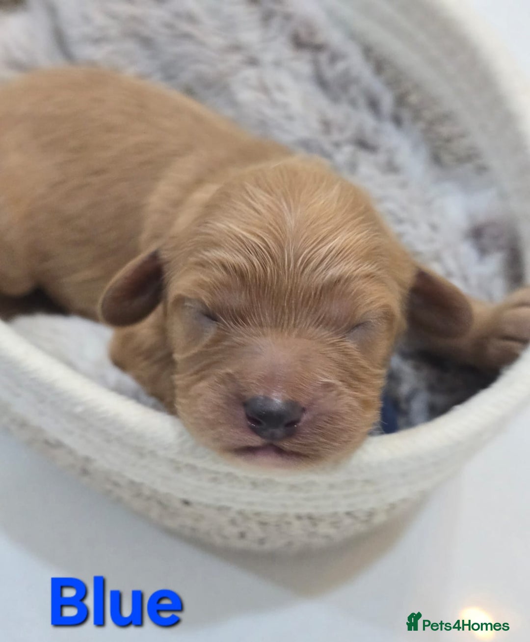 Cavapoo dogs for sale: Cavapoo Toy F1 ❤️ DNA TESTED - Advert 13