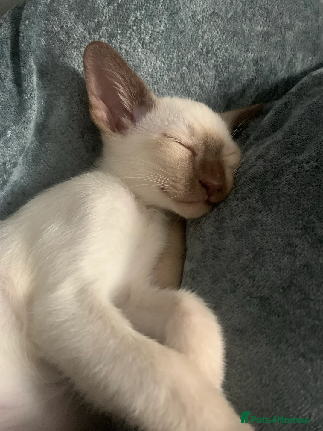 Siamese cats for stud: Traditional chocolate point Siamese stud in Bradford - Advert 6