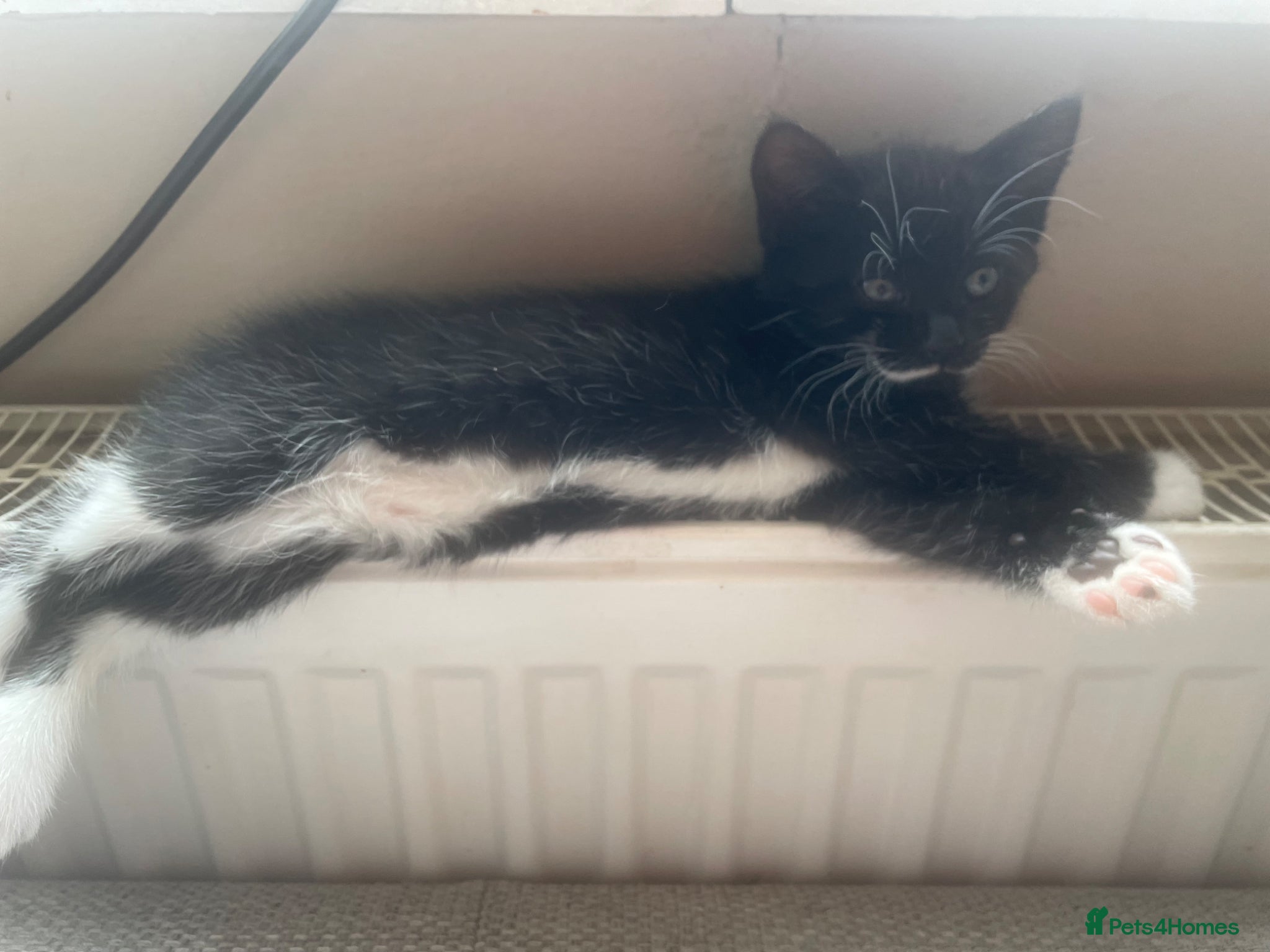 Mixed Breed cats One Kitten left  - Advert 3