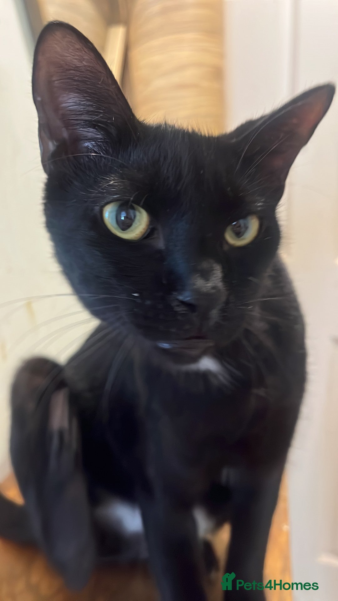 Arabian Mau cats for adoption: Spooky - Image 1