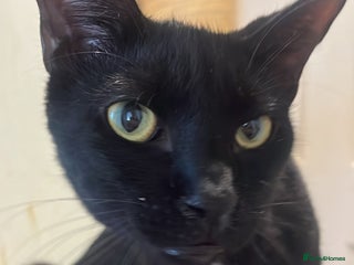 Arabian Mau cats - Advert 5