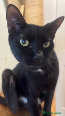 Arabian Mau cats Spooky - Advert 5