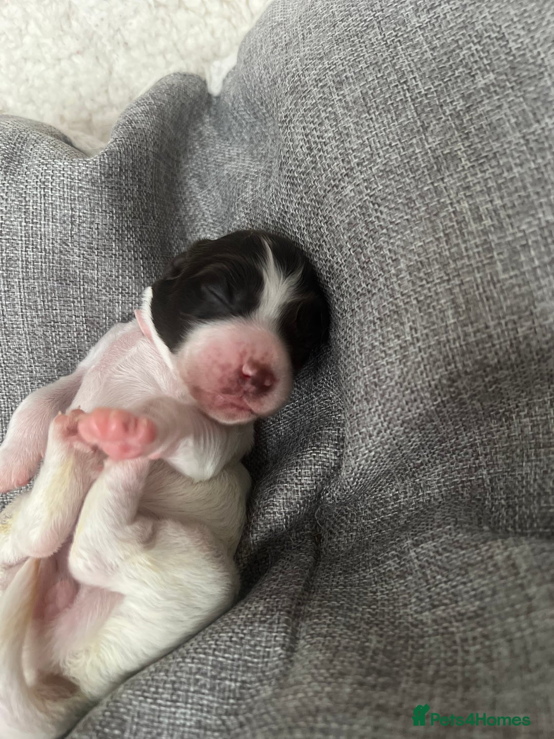 Sprocker dogs for sale: Sprocker puppies  - Image 16