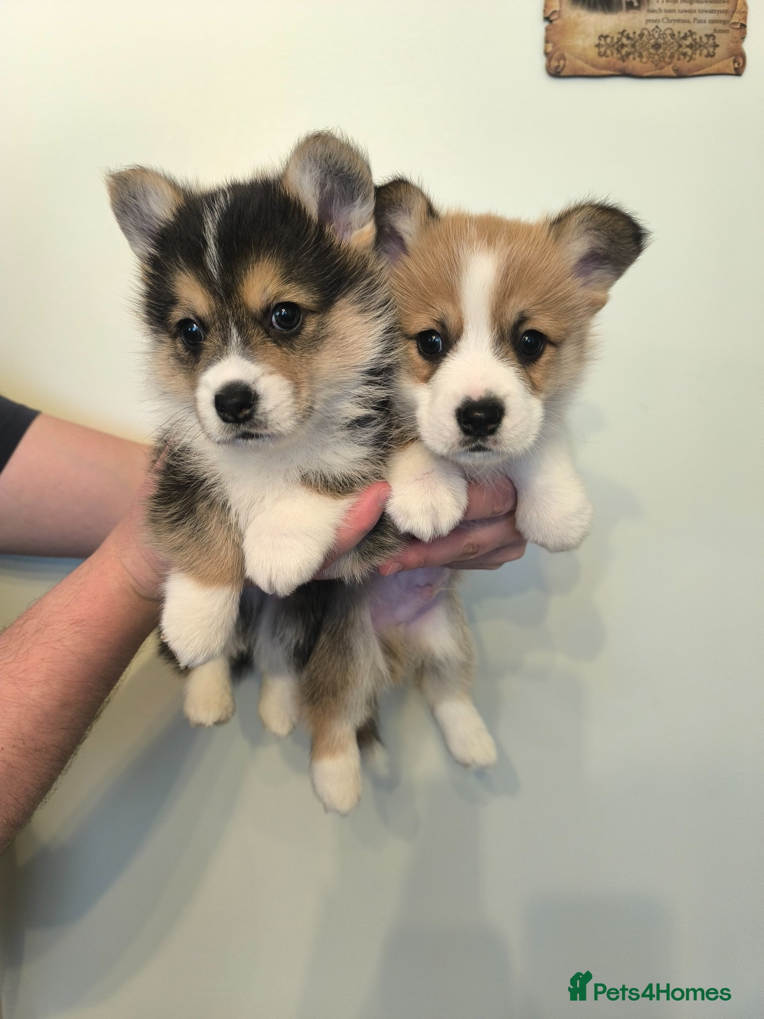 Welsh Corgi Pembroke dogs Stunning KC Corgi boys - Advert 3