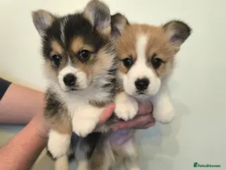 Welsh Corgi Pembroke dogs Stunning KC Corgi boys - Advert 3