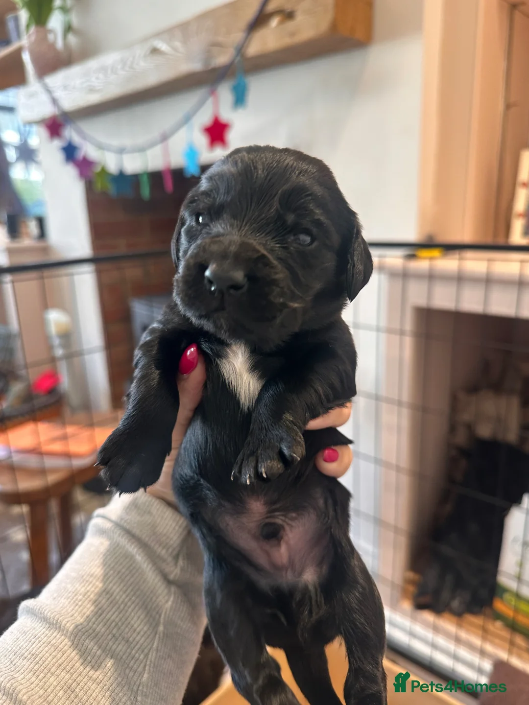 Cocker Spaniel dogs for sale: KC Registered Working Cocker Spaniel Puppies - Advert 2