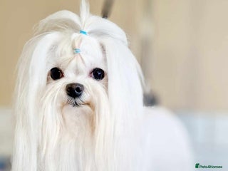 Toy Poodle dogs for stud in Keighley - Advert 2