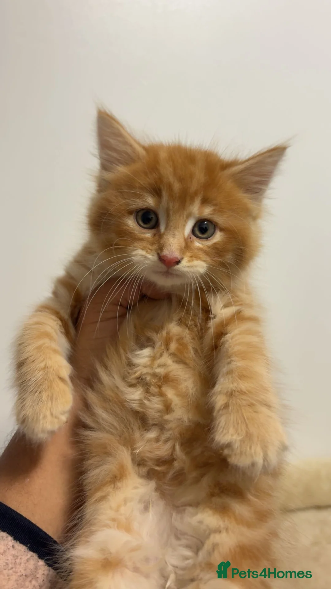American Shorthair cats for sale: X2 Male Ginger Kittens - Ready to leave! 🐈 - Advert 7
