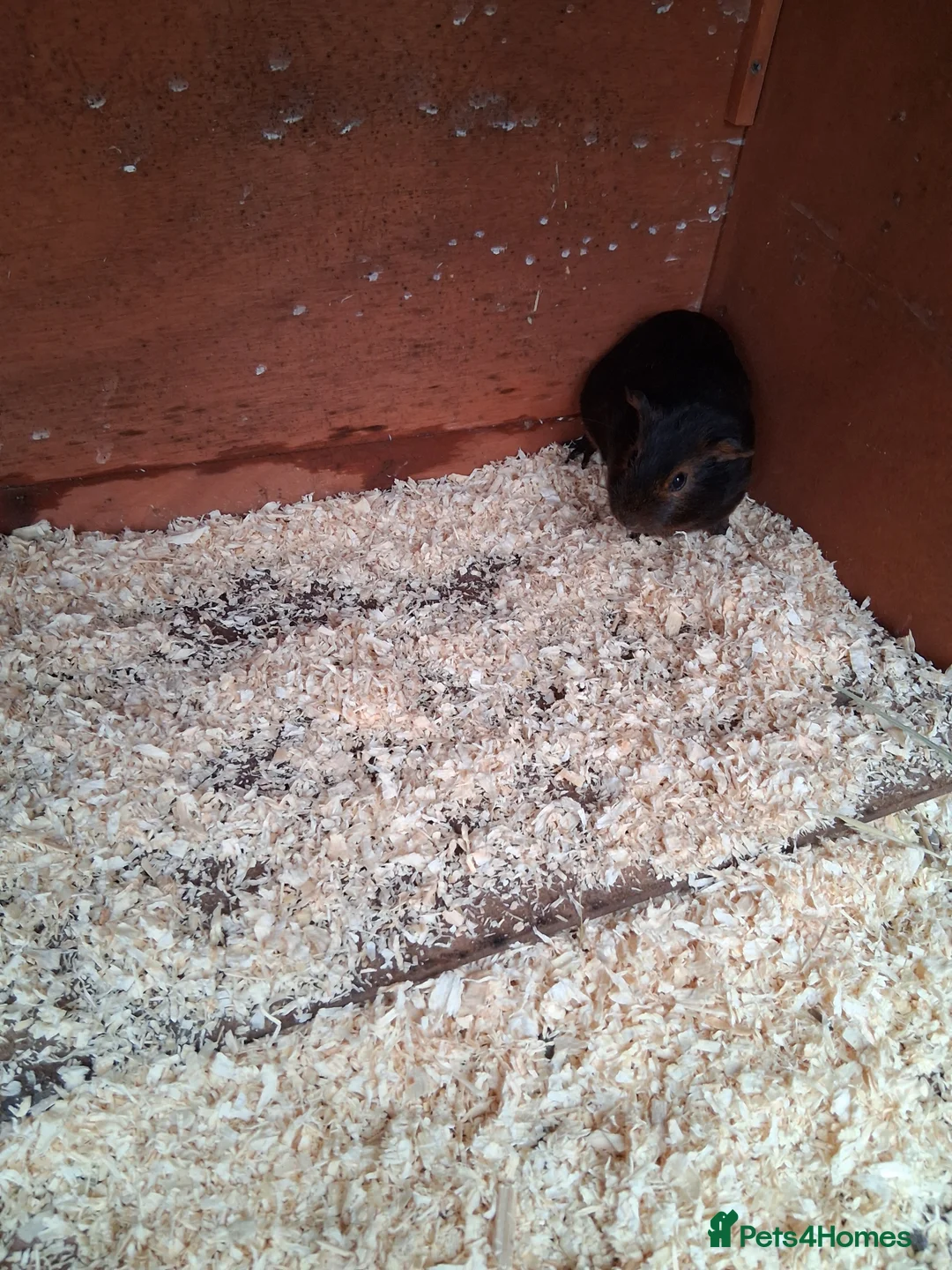 Guinea Pig rodents for sale: 13 baby guinea pigs available  - Advert 4