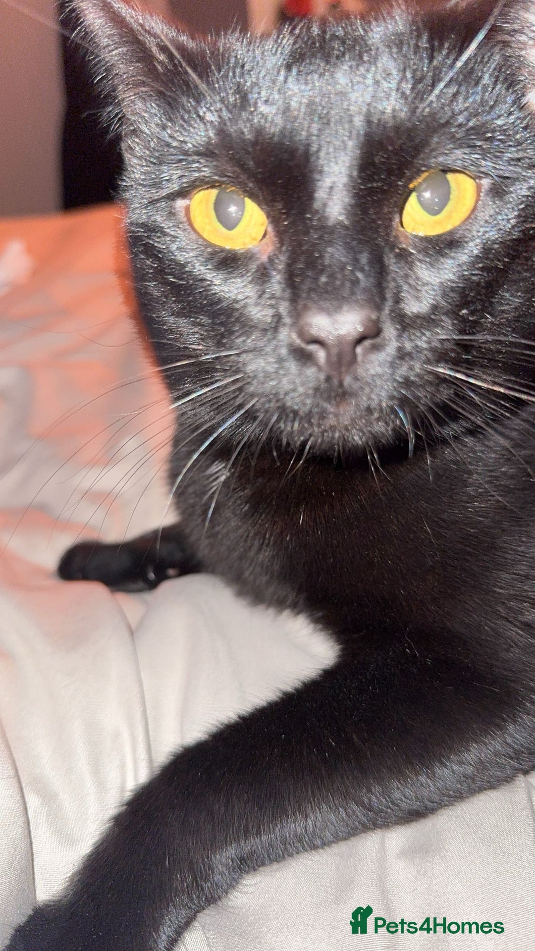 Domestic Shorthair cats for sale: Sweet affectionate black domestic  - Advert 2