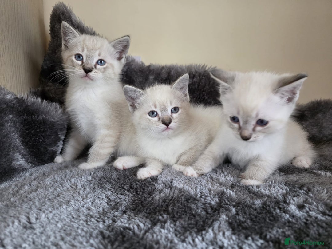 Ragdoll cats for sale: Ragdoll Cross kittens  - Image 4