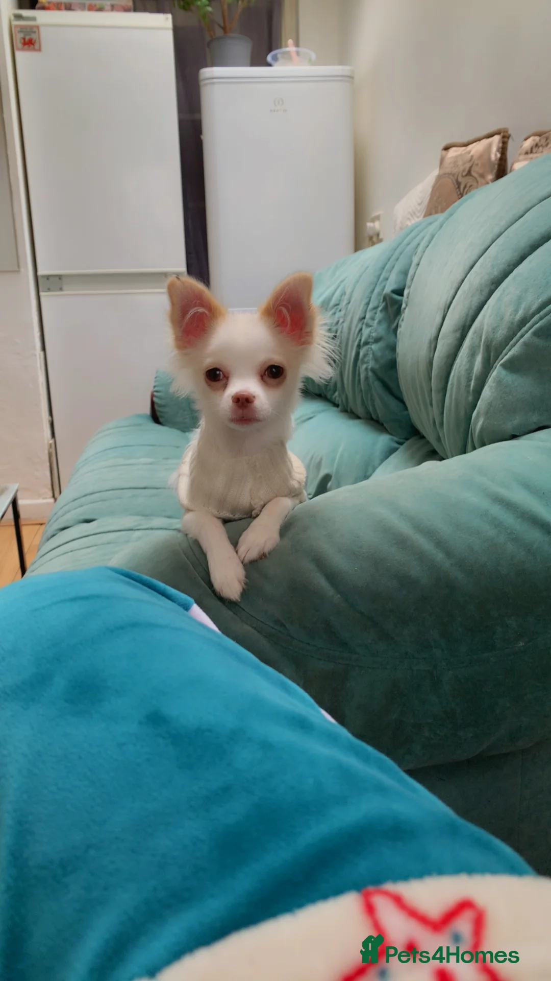 Mixed Breed dogs for sale: Chihuahua - Advert 2