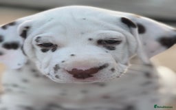 Dalmatian dogs for sale: Tamilanda Dalmatian's - Image 1