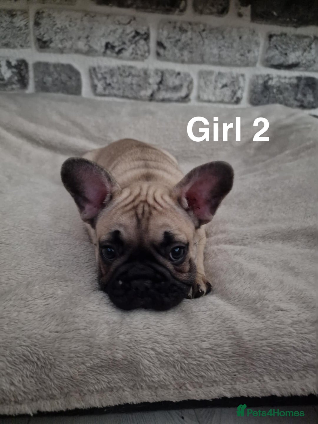 French Bulldog dogs for sale: French Bulldog puppies  - Image 9