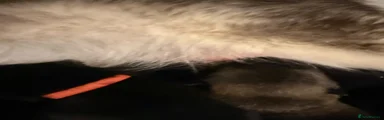 Shepsky 4