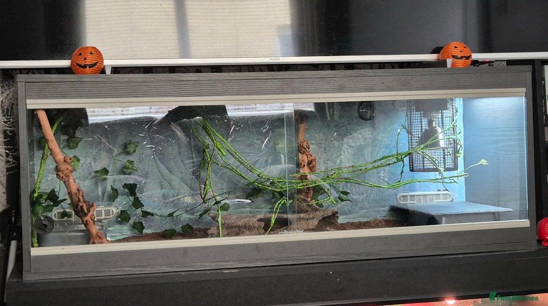 Python Snake reptiles for sale: 3 Year Old Ball Python  - Advert 2