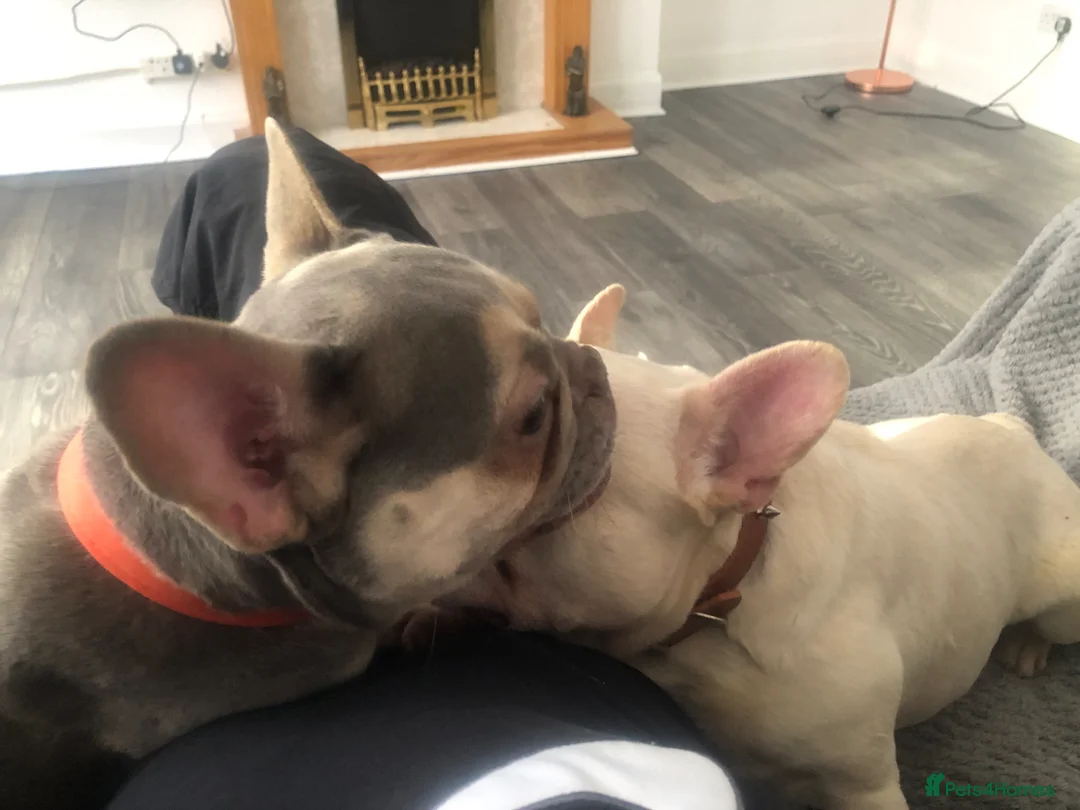 French Bulldog dogs for sale: Two frenchies for sale  in Greenock - Advert 2