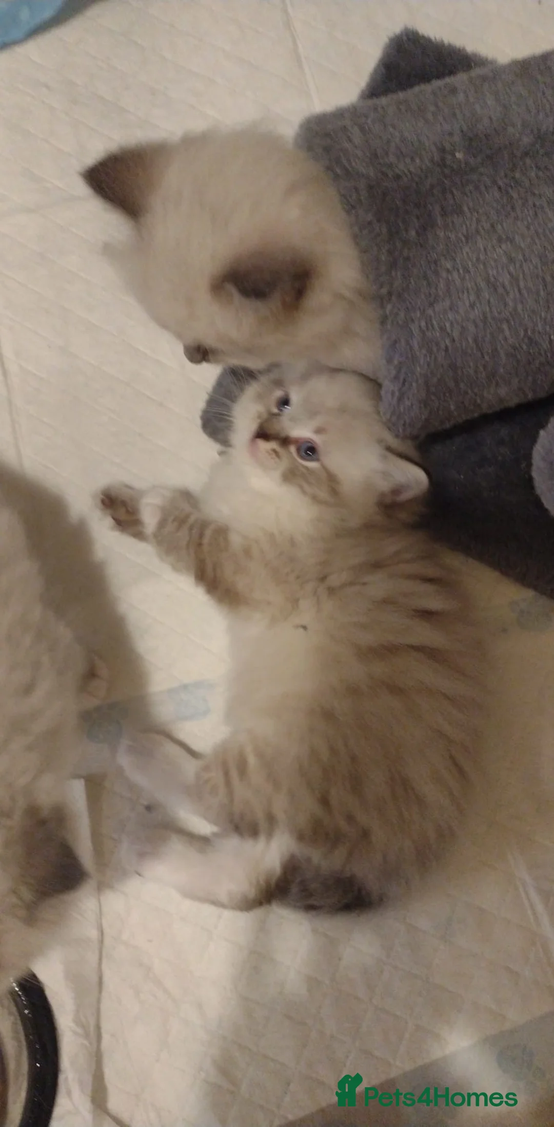 Ragdoll cats for stud: Seal Colour Point Stud Active in Trowbridge - Advert 7