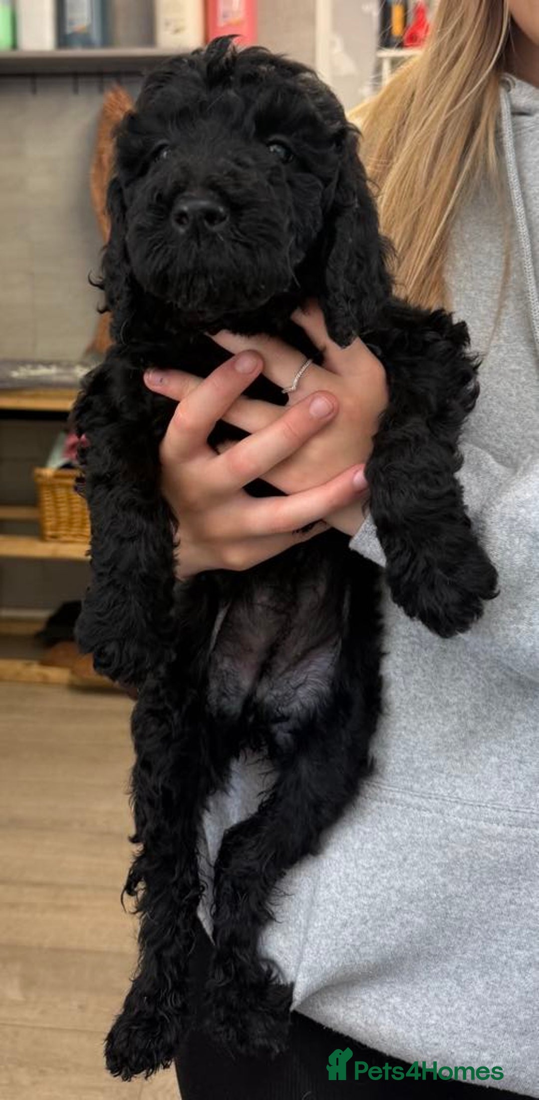 Labradoodle dogs for sale: F,1,B Standard labradoodles,READY FOR THERE HOMES  - Image 11