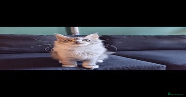 Maine Coon cats - Advert 16