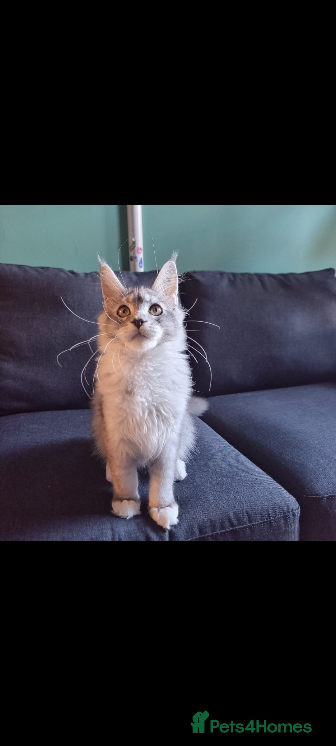 Maine Coon cats for sale: RESERVED  RESERVED Big gorgeous full pedigree boy - Image 3