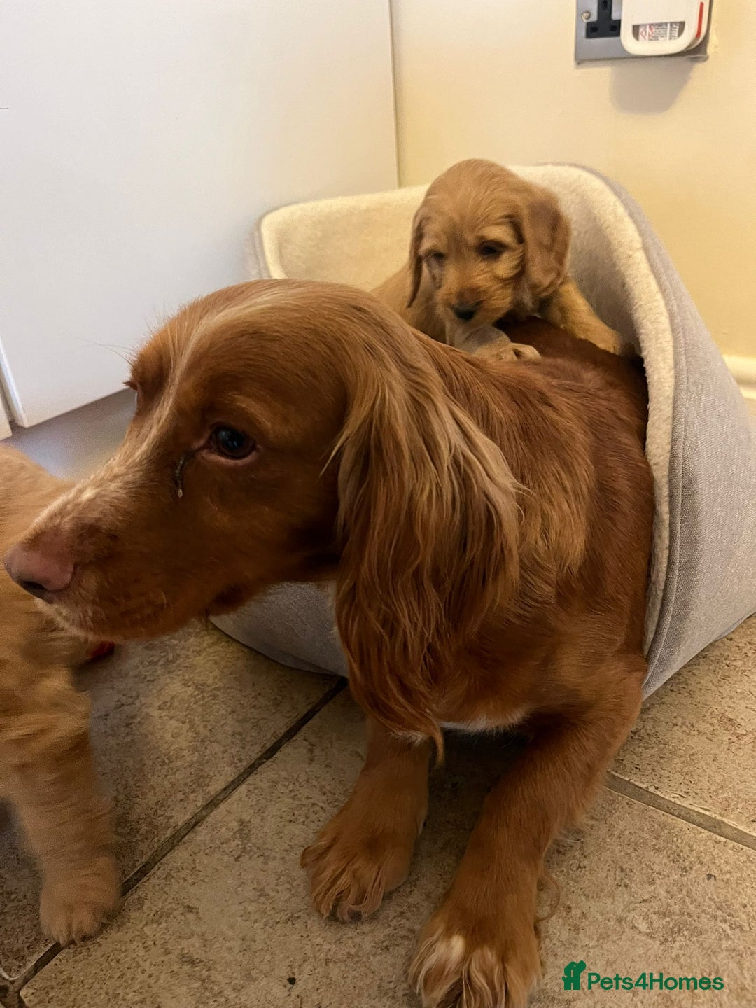 Cockapoo dogs for sale: Beautiful puppies  - Advert 11