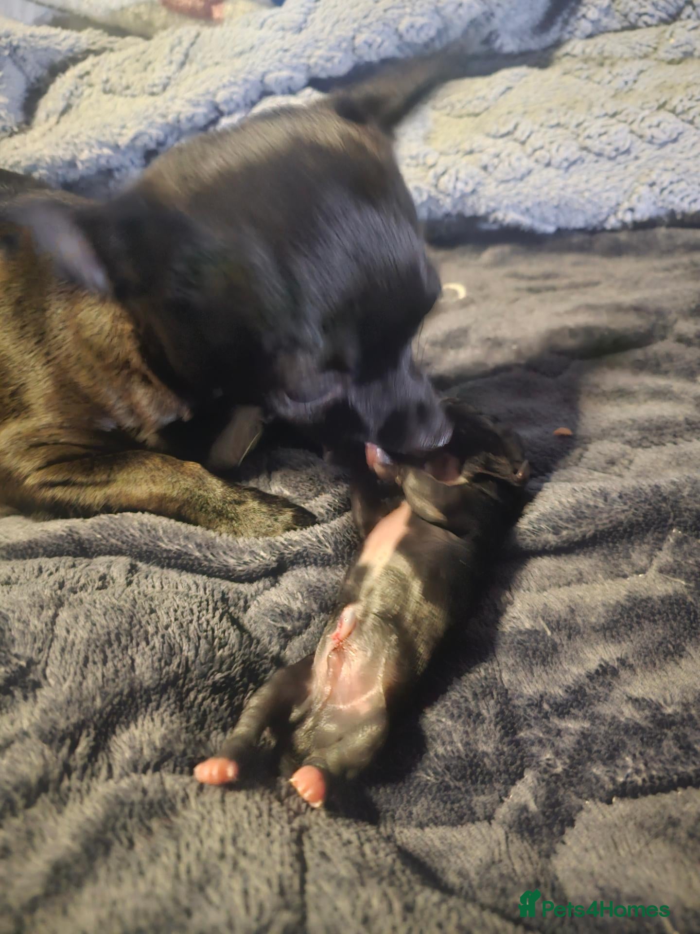 Chihuahua dogs for sale: Chihuahua babies  - Advert 2