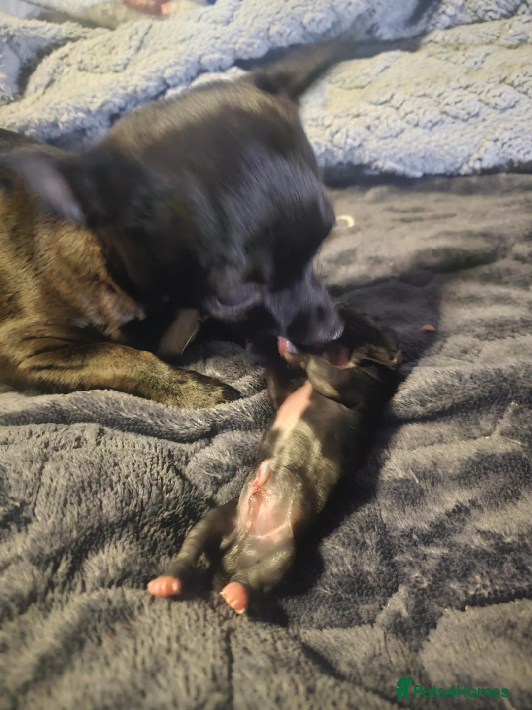 Chihuahua dogs for sale: Chihuahua babies  in Erith - Advert 1