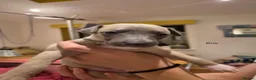 Whippet dogs for sale: Fawn Whippet puppys - Advert 25