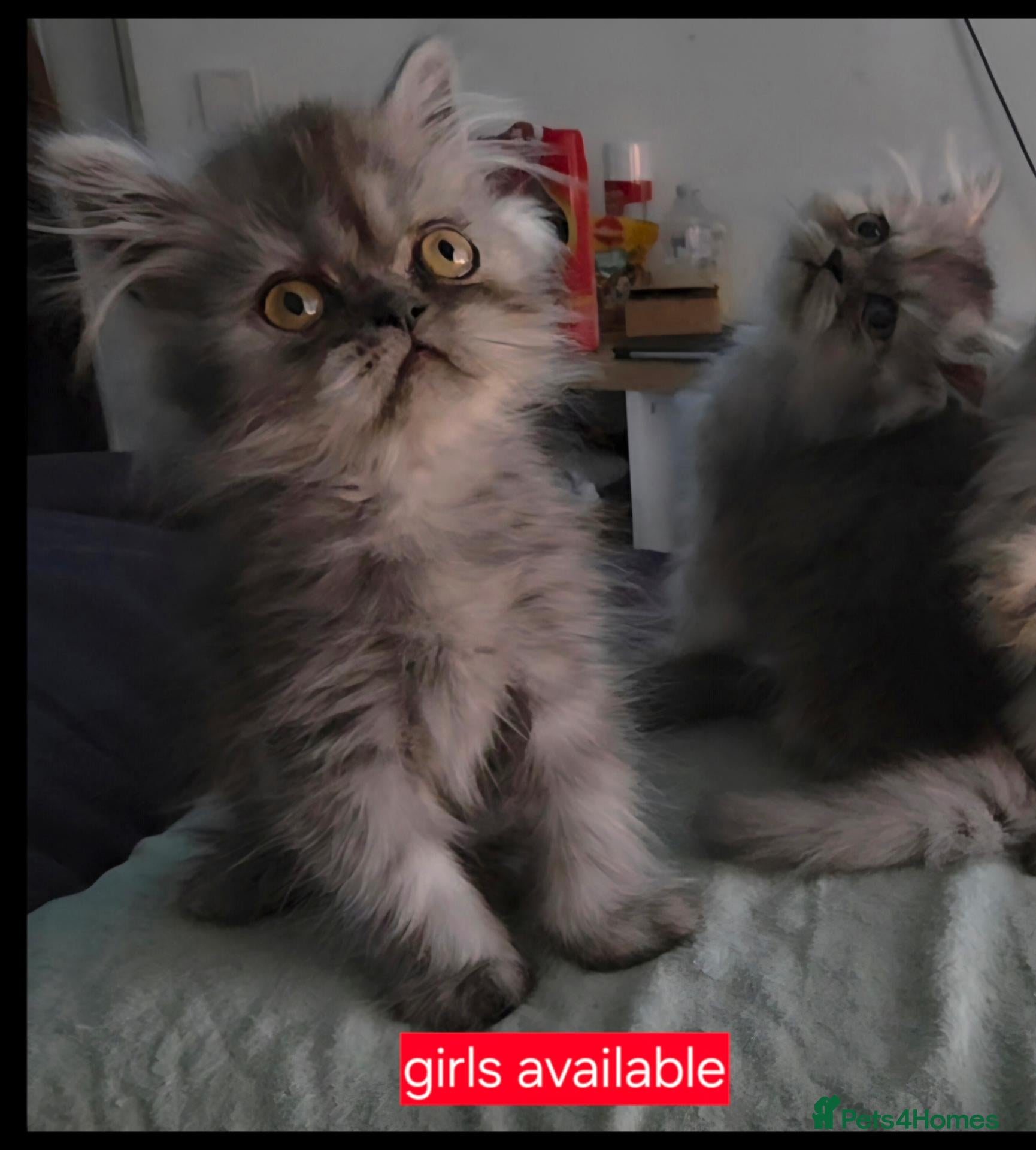 Persian cats 🐾 Beautiful Silver Shaded & Black Persian Kittens - Advert 1