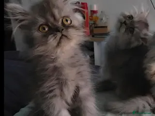 Persian cats 🐾 Beautiful Silver Shaded & Black Persian Kittens - Advert 2