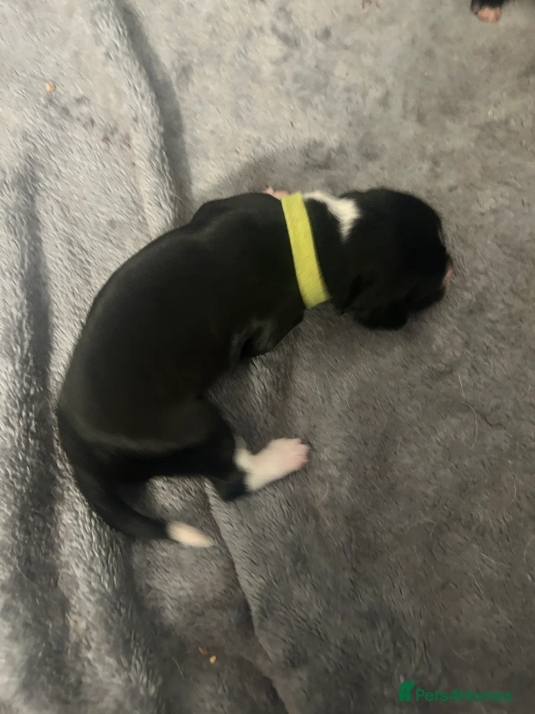 Sprollie dogs for sale: Beautiful litter of sprollies - Advert 10