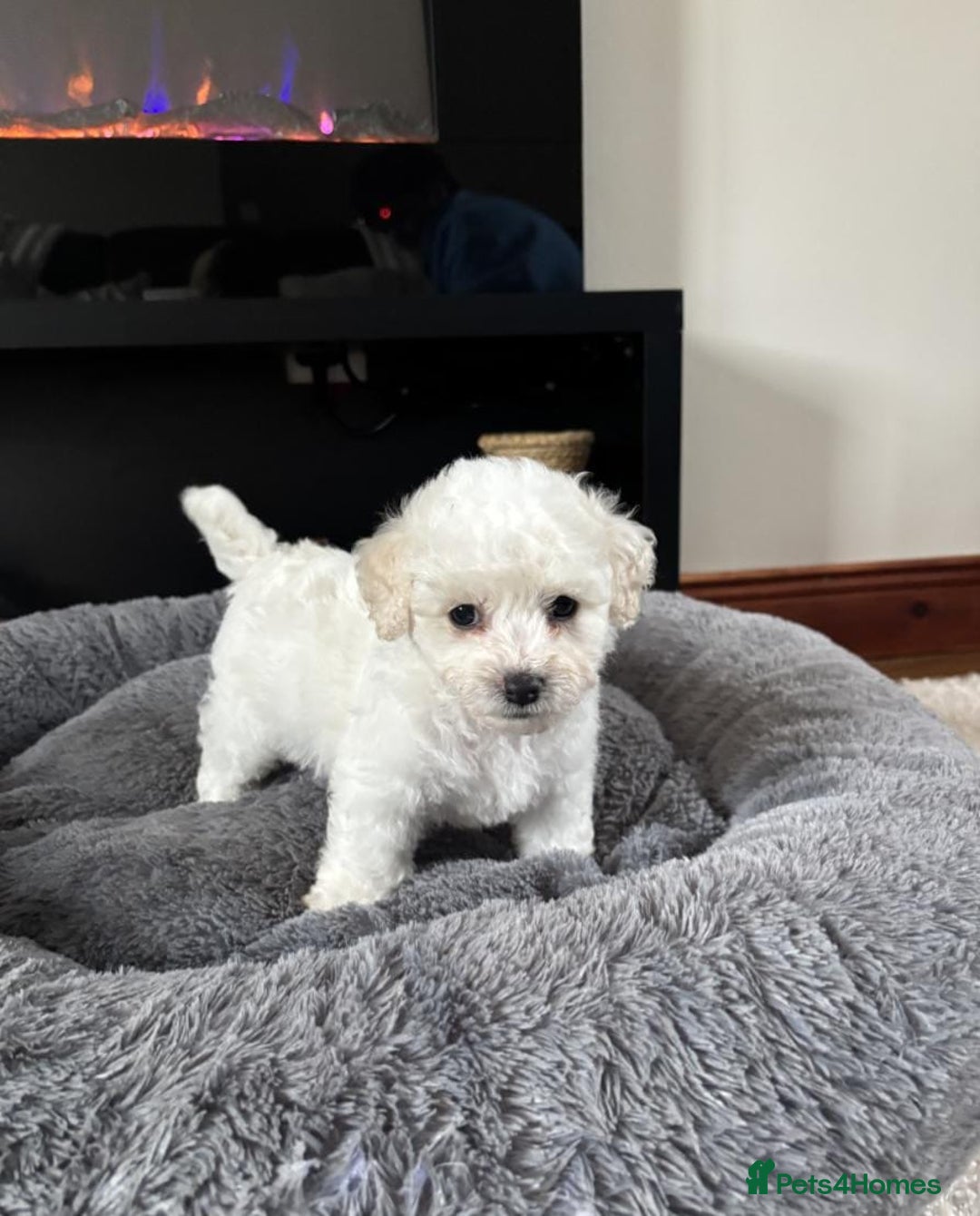 Bichon Frise dogs for sale: Full health checked bichon puppies - Image 3
