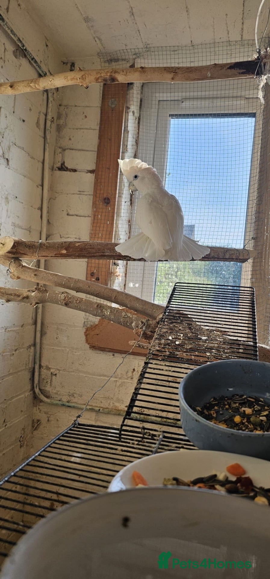 Mixed Breed birds Indian ringneck babies & Male Ducorp cockatoo  - Advert 2